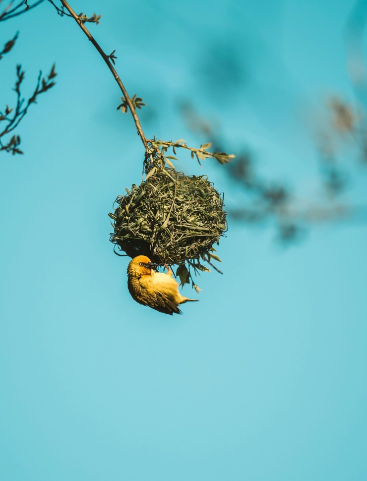 Bird nest
